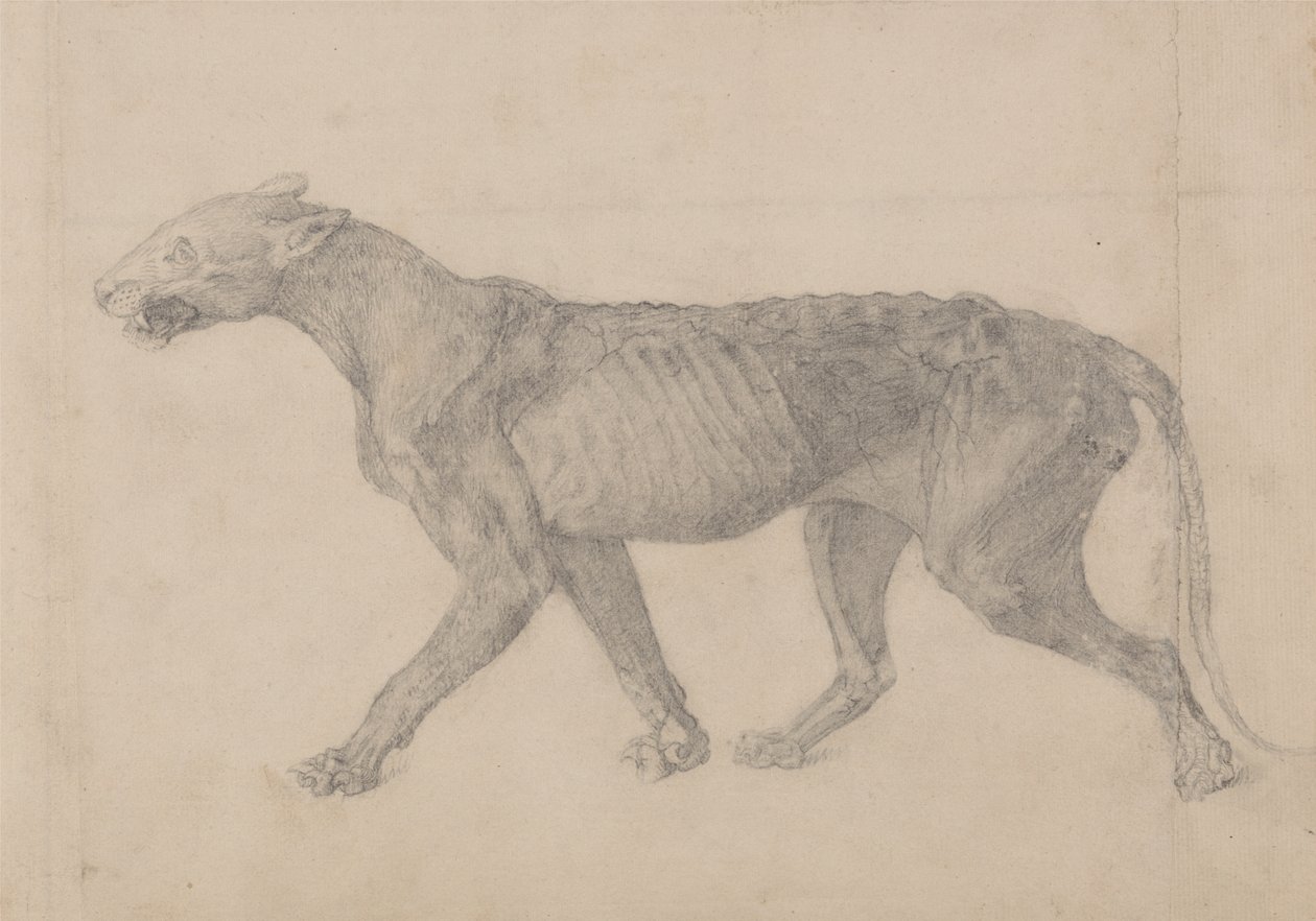 Studie eines Tigers, Seitenansicht, aus Einem Vergleichenden Anatomischen Exposé der Struktur des menschlichen Körpers mit dem eines Tigers und eines gewöhnlichen Huhns, 1795-1806 von George Stubbs