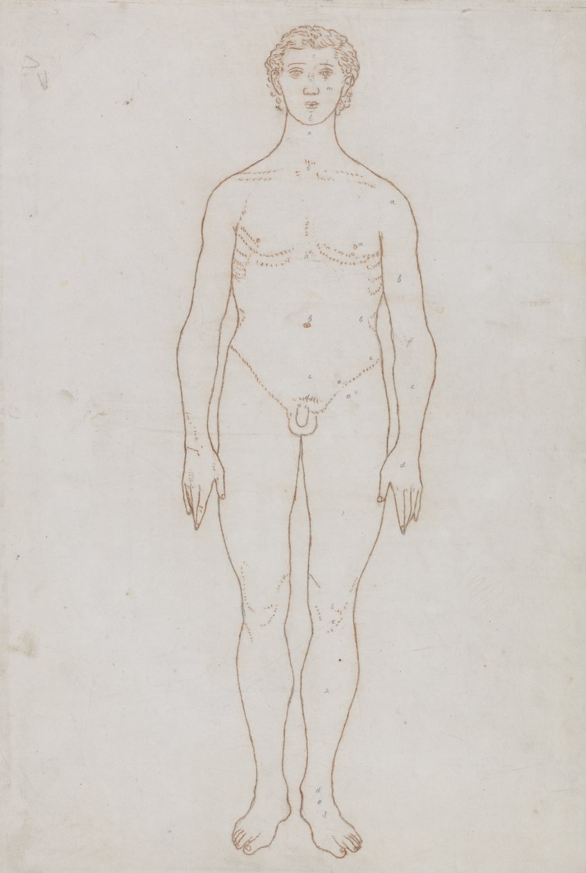 Studie der menschlichen Figur, Vorderansicht, aus 