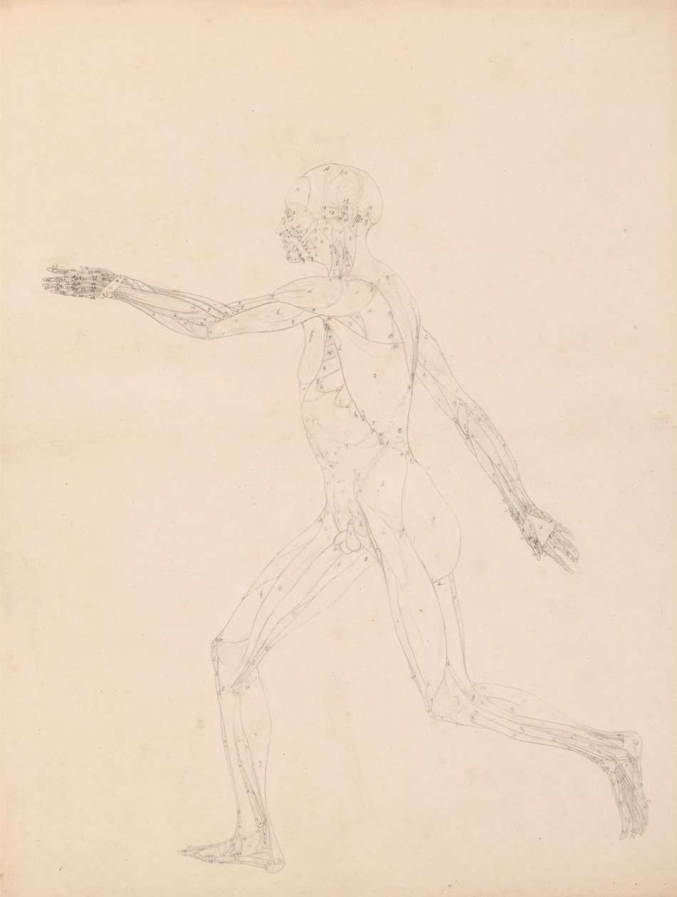 Studie der menschlichen Figur, Seitenansicht, Diagramm für Schlüssel zu Tabelle XIII, aus Ein Vergleichender Anatomischer Exposition der Struktur des menschlichen Körpers mit der eines Tigers und eines gewöhnlichen Huhns, 1795-1806 von George Stubbs