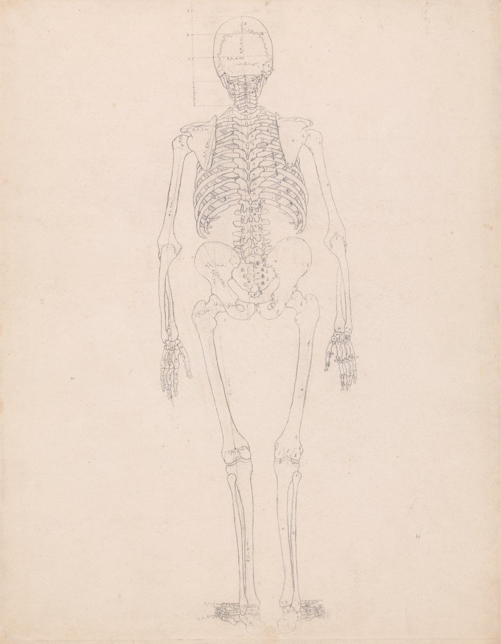 Studie der menschlichen Figur, Rückansicht, Diagramm für Schlüssel zu Tabelle II, aus Einem Vergleichenden Anatomischen Exposé der Struktur des menschlichen Körpers mit dem eines Tigers und eines gewöhnlichen Huhns, ca. 1795-1806 von George Stubbs