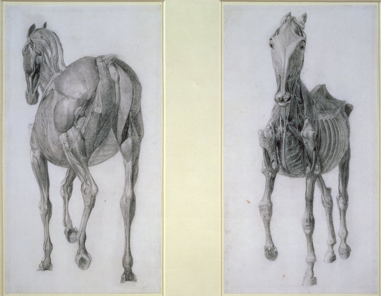 Studie der Muskeln: Vorder- und Rückansicht, aus der 13. Anatomischen Tafel, aus der Anatomie des Pferdes, 1766 von George Stubbs