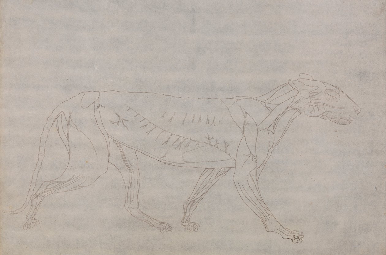 Tigerkörper, Seitenansicht von George Stubbs