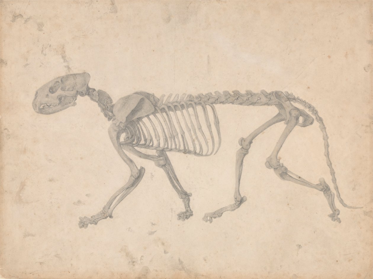 Tigerskelett, Seitenansicht von George Stubbs