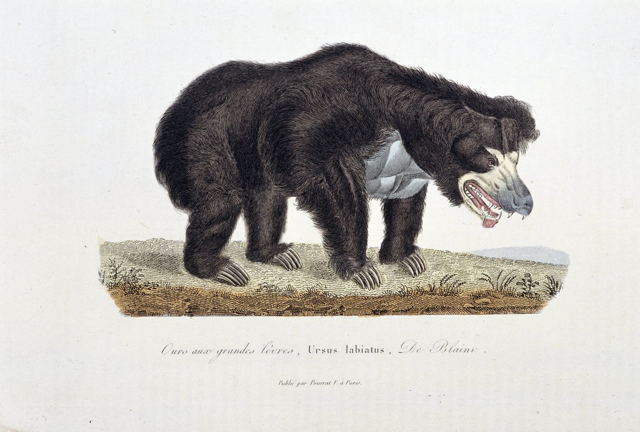 Naturgeschichtstafel: Zoologische Tafel, die den Lippenbären darstellt, Ursus labiatus, De Blainville - in „Complete Works of Buffon“ von Naturforscher Georges Louis Leclerc, Graf von Buffon (1707-1788). Gravur von 1837 von Georges Louis Leclerc