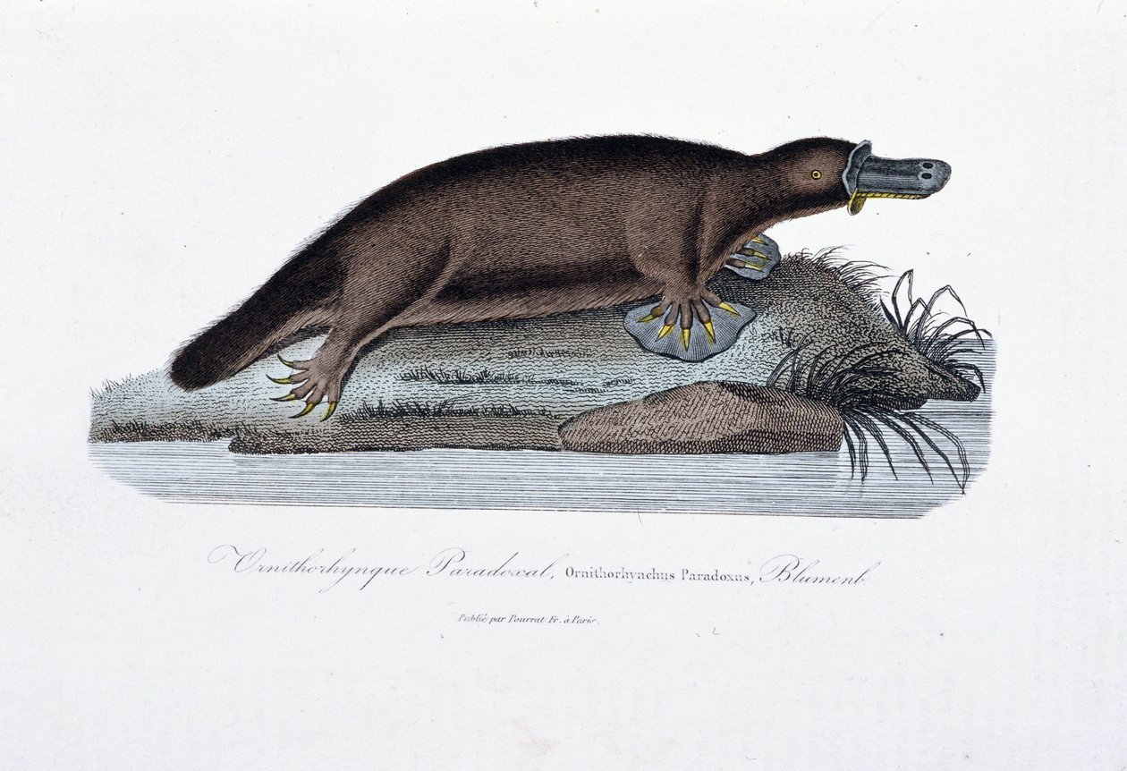 Naturgeschichtstafel: Zoologische Tafel darstellend das Schnabeltier (Ornithorhynchus paradoxus), Blumenb - in „Werke von Buffon“ von Naturforscher Georges Louis Leclerc, Graf von Buffon (1707-1788). Gravur von 1837. von Georges Louis Leclerc