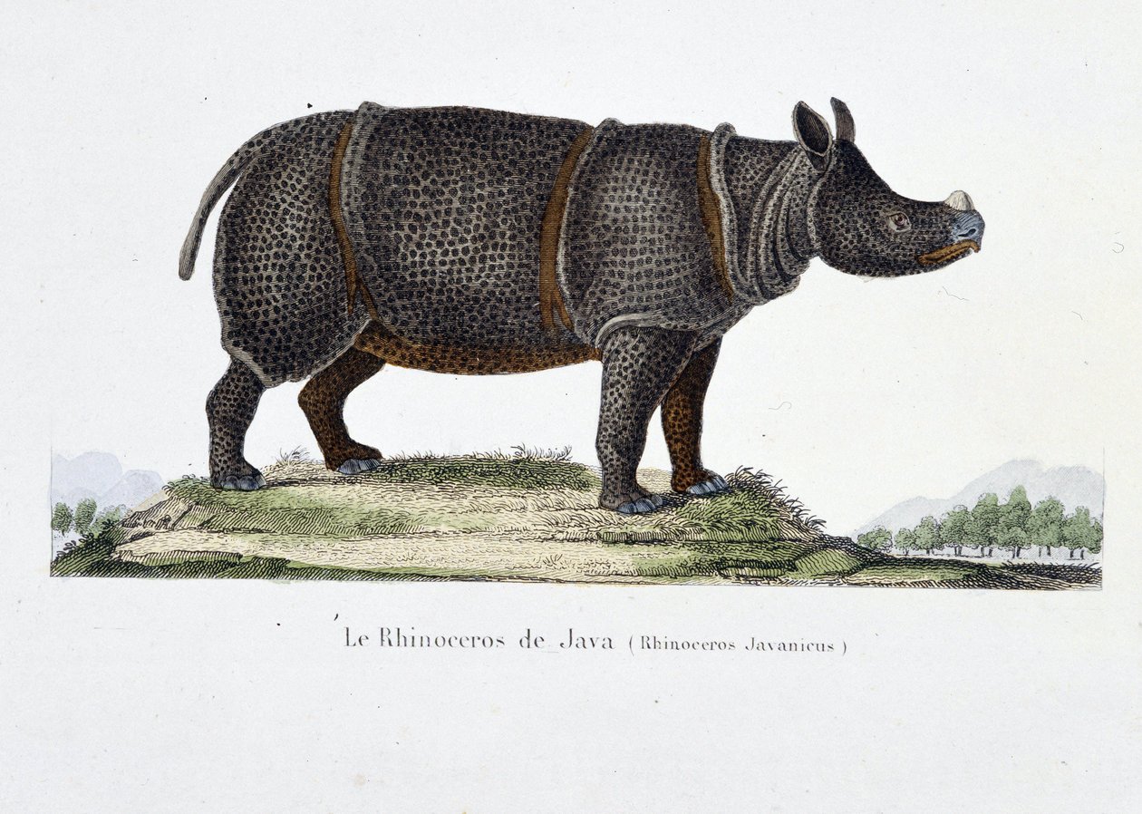 Naturgeschichtliche Tafel: Zoologische Darstellung des Java-Nashorns (Rhinoceros Javanicus) - in „Komplettwerke von Buffon“ von Naturforscher Georges Louis Leclerc, Graf von Buffon (1707 - 1788). Gravur von 1837 von Georges Louis Leclerc