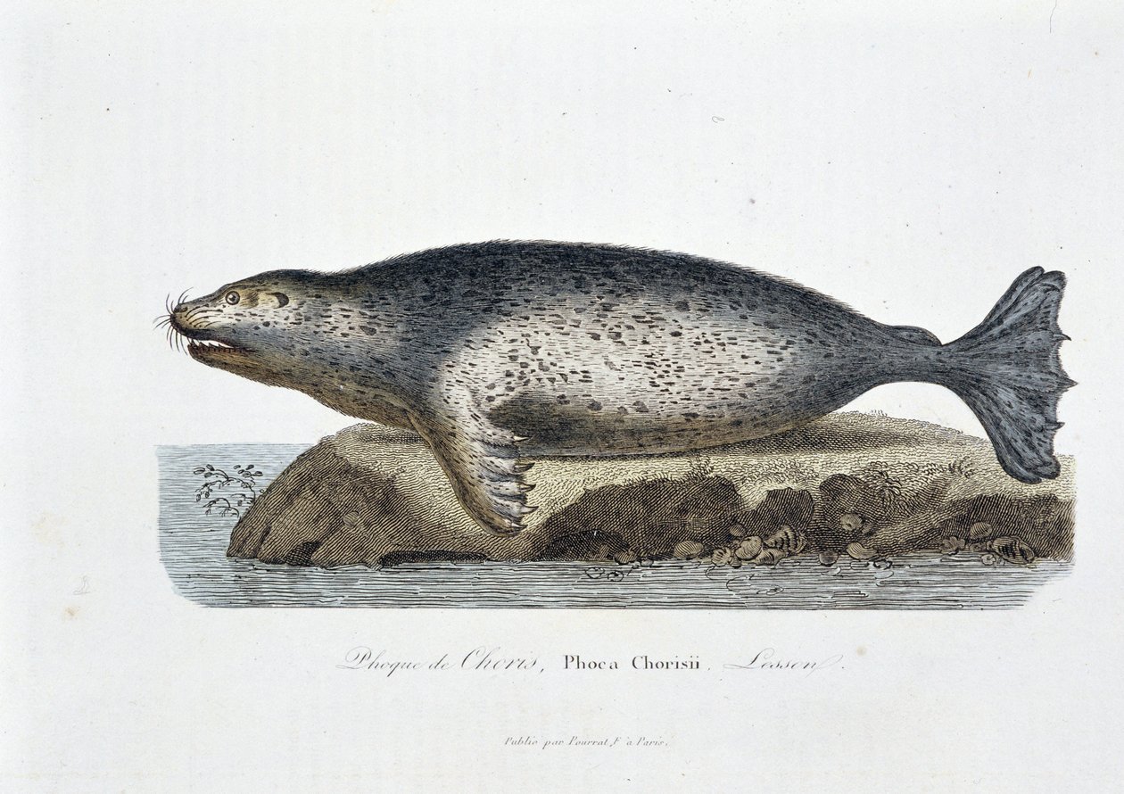 Naturgeschichtliche Tafel: Zoologische Tafel, die die Choris-Robbe, Phoca Chorisii, Lesson darstellt - in „Gesammelte Werke von Buffon“ von Naturforscher Georges Louis Leclerc, Graf von Buffon (1707 - 1788). Gravur von 1837 von Georges Louis Leclerc