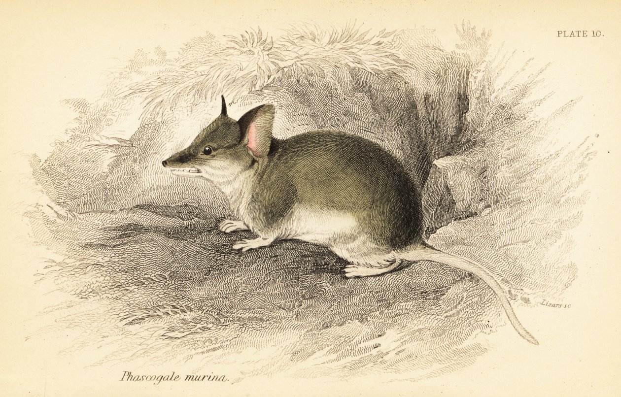 Gewöhnlicher Dunnart, Sminthopsis murina von Georges Robert Waterhouse