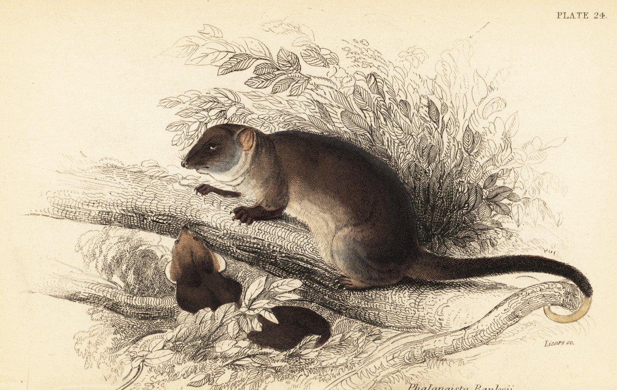 Gewöhnlicher Ringbeutler, Pseudocheirus peregrinus von Georges Robert Waterhouse