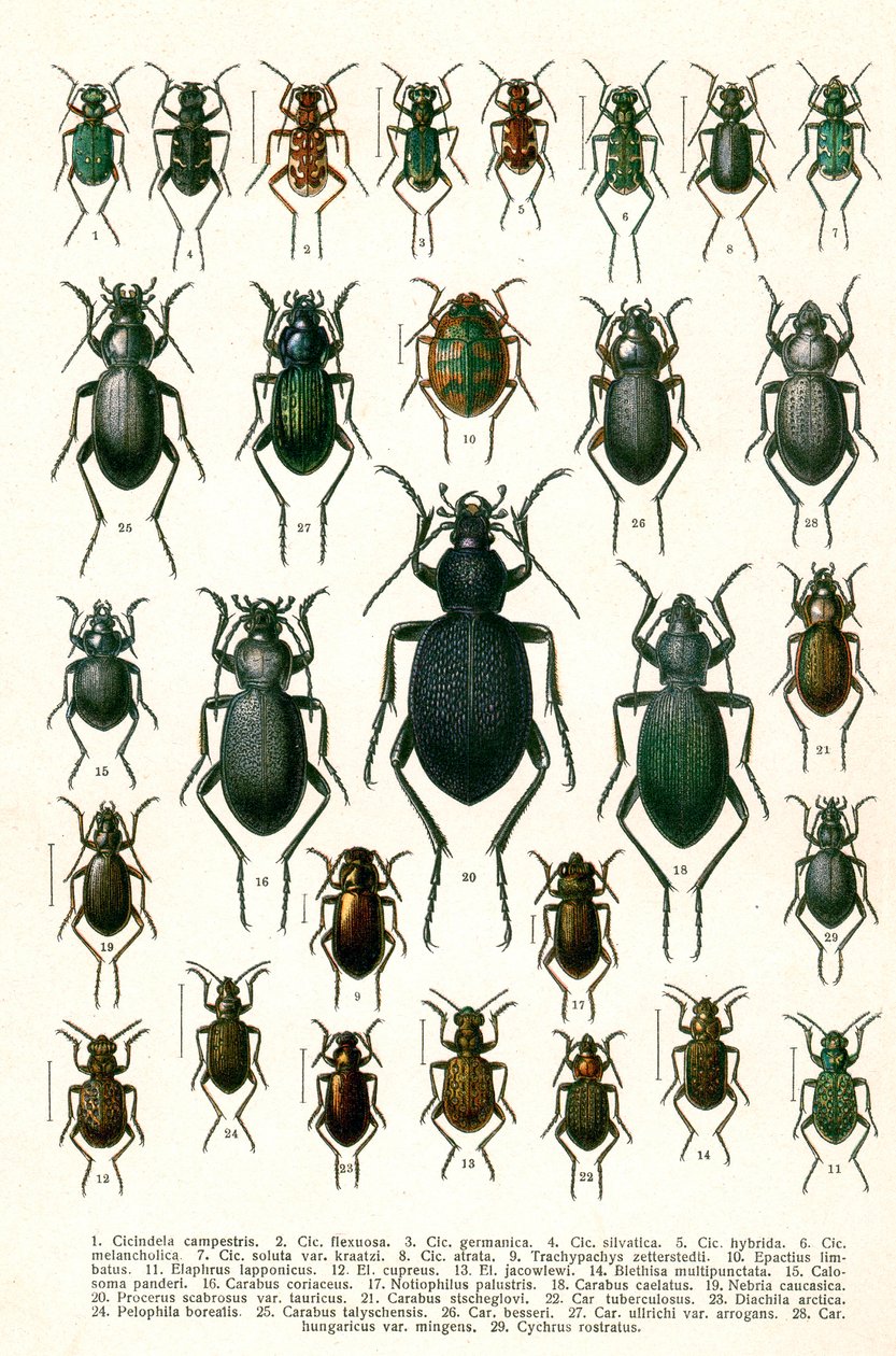 Antiker Druck von europäischen Käfern, ca. 1910 von Georgiy Jacobson