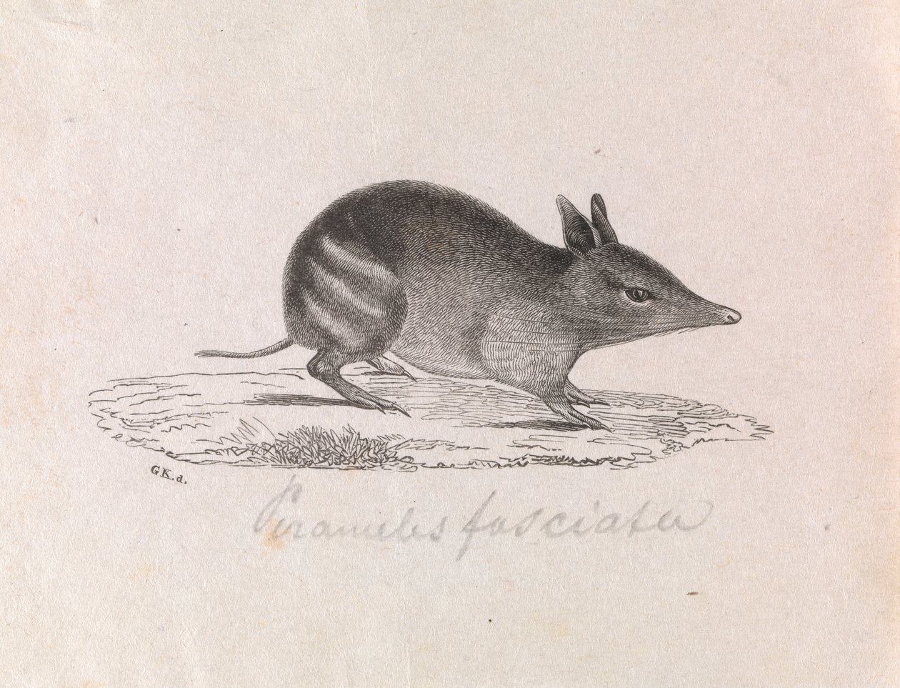 Westlicher Bandicoot, Perameles bougainville von Gerard Krefft
