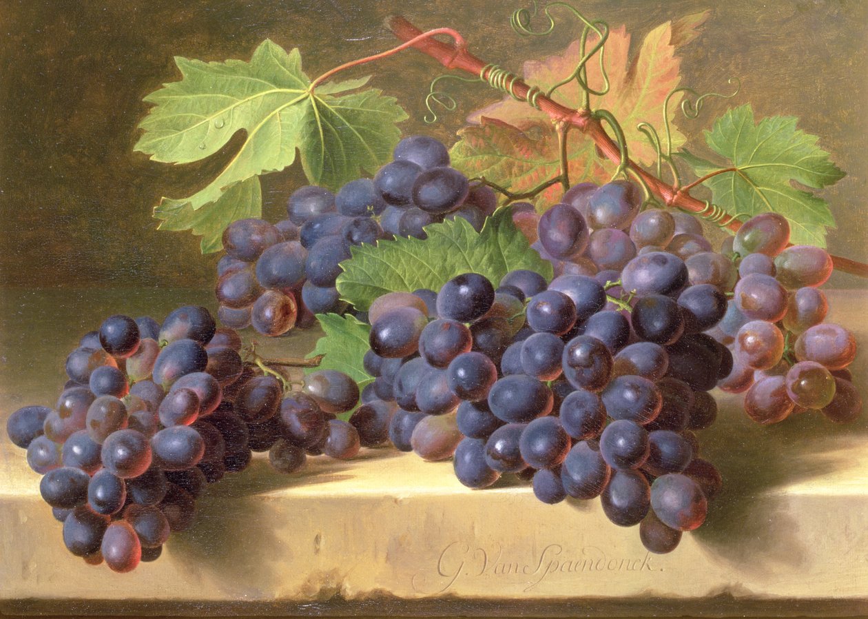 Ein Stillleben mit Trauben auf einer Marmorkante von Gerard van Spaendonck