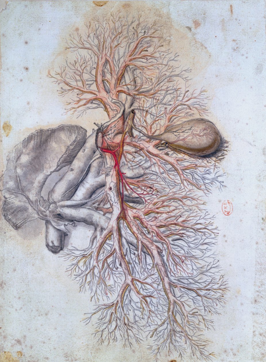 Blutgefäße der Leber und der Gallenblase, aus Anatomia Humani Corporis von Govard Bidloo (1649-1713) ca. 1685 von Gerard de Lairesse
