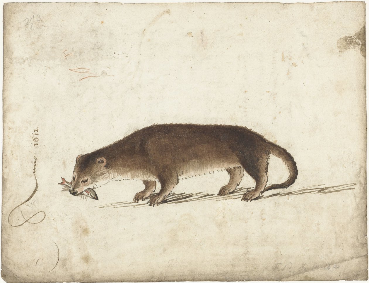 Otter mit einem Fisch im Maul von Gerard ter Borch (I)