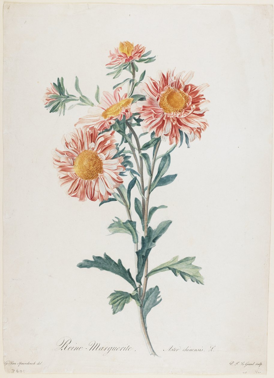 Reine-Marguerite, aus Fleurs Dessinees d