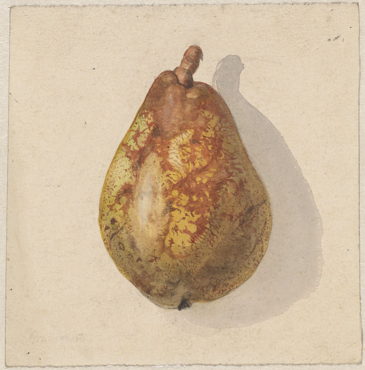 Birne von Gerardina Jacoba van de Sande Bakhuyzen