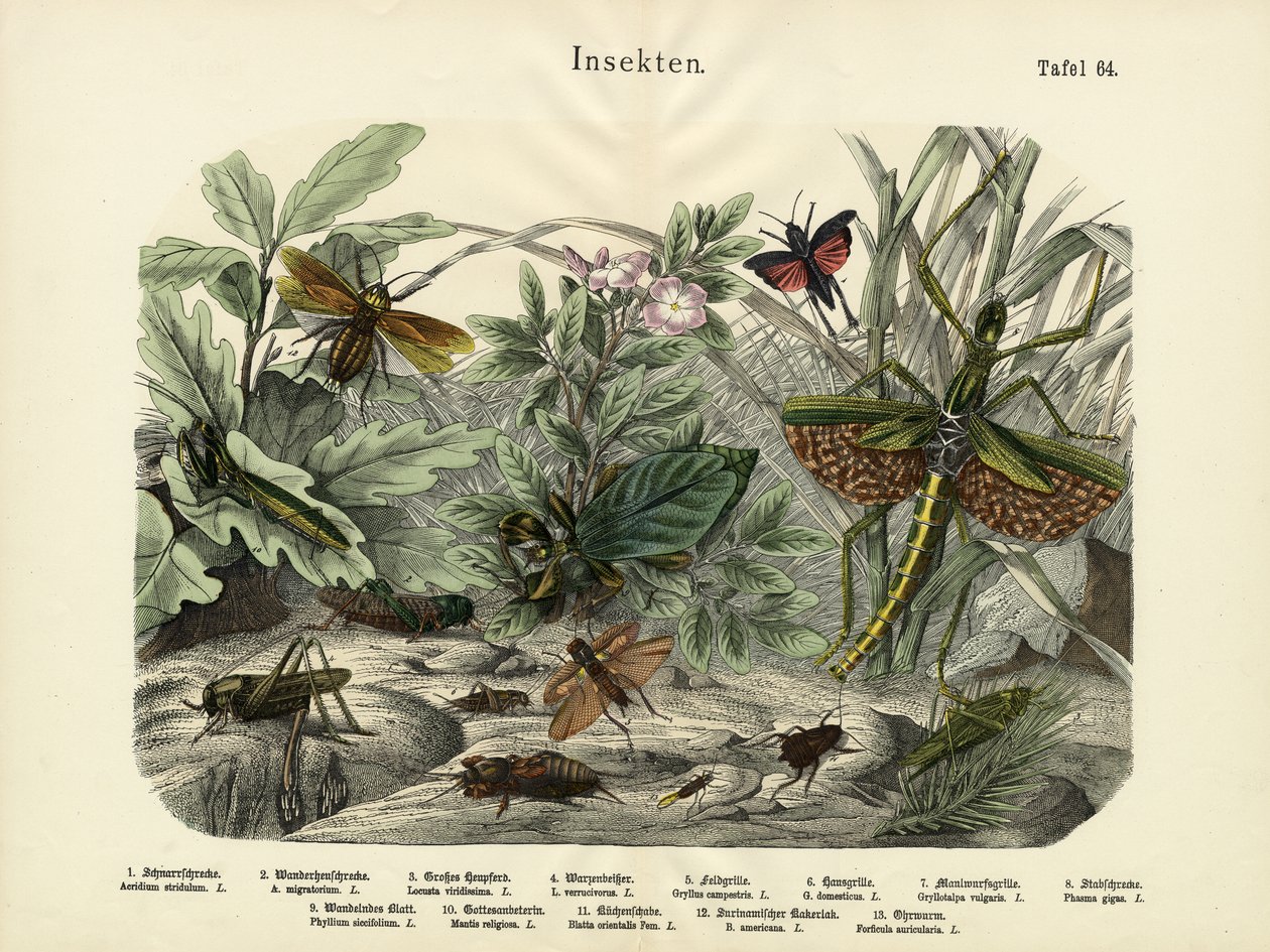 Insekten, um 1860 von German School