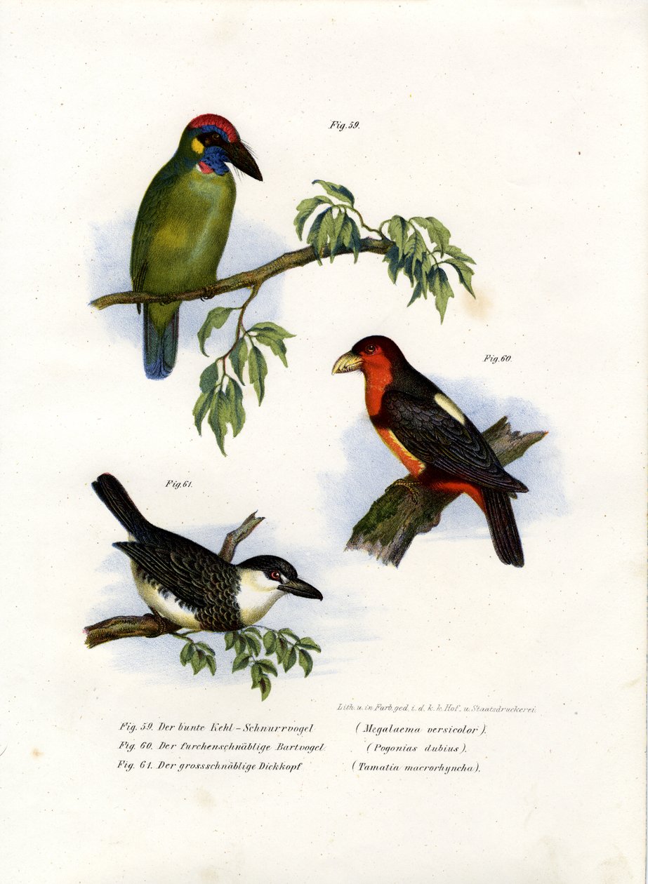 Großer Grüner Bartvogel, 1864 von German School