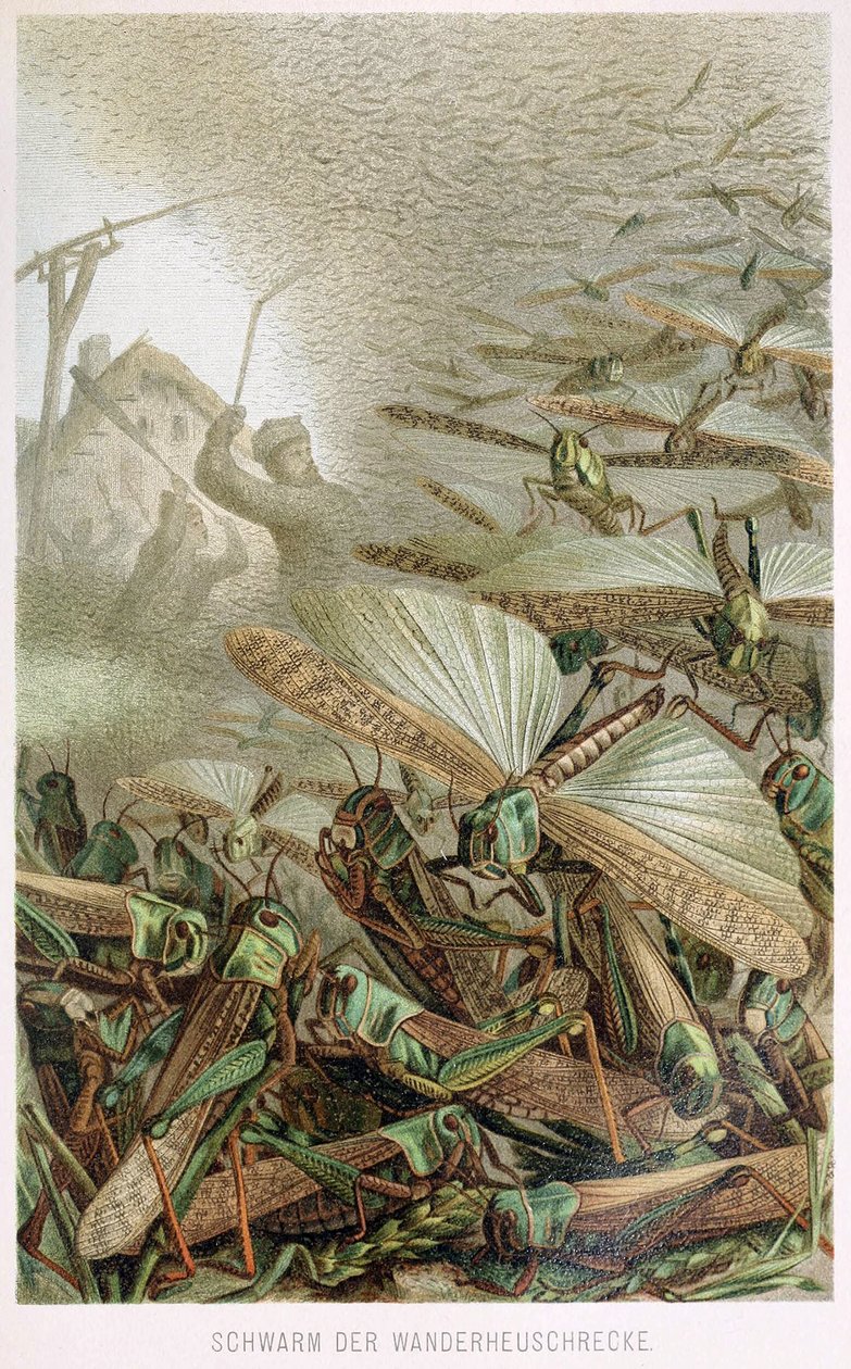 Ein Heuschreckenschwarm, aus Brehms Tierleben, veröffentlicht 1860er Jahre von German School