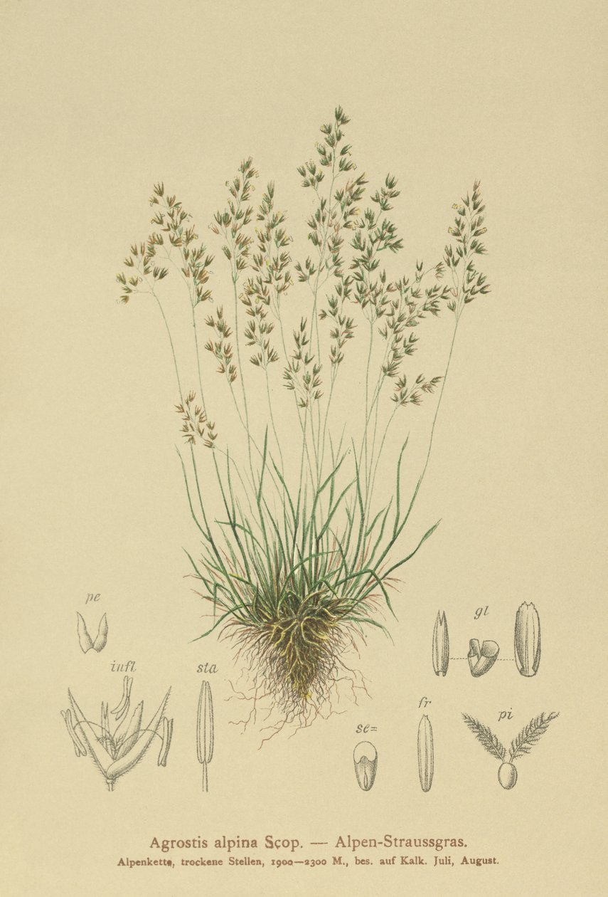 Alpen-Rot-Schwingel (Agrostis alpina, Aira flavescens) von German School
