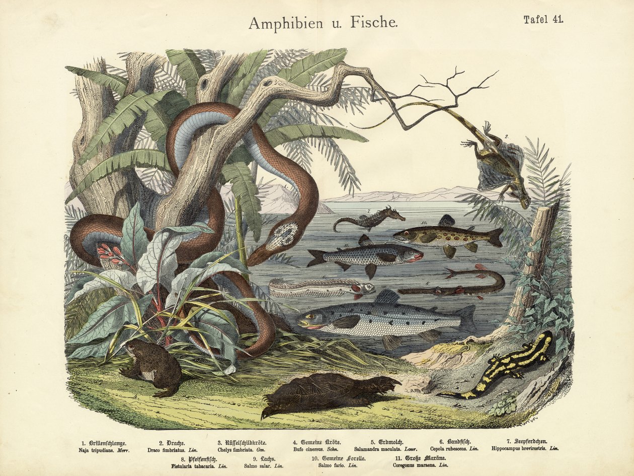 Amphibien und Fische, um 1860 von German School