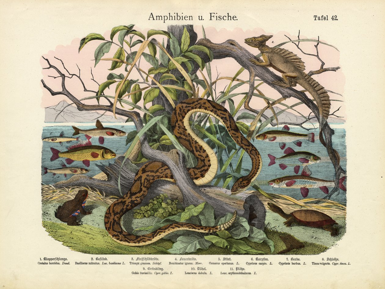 Amphibien und Fische, um 1860 von German School