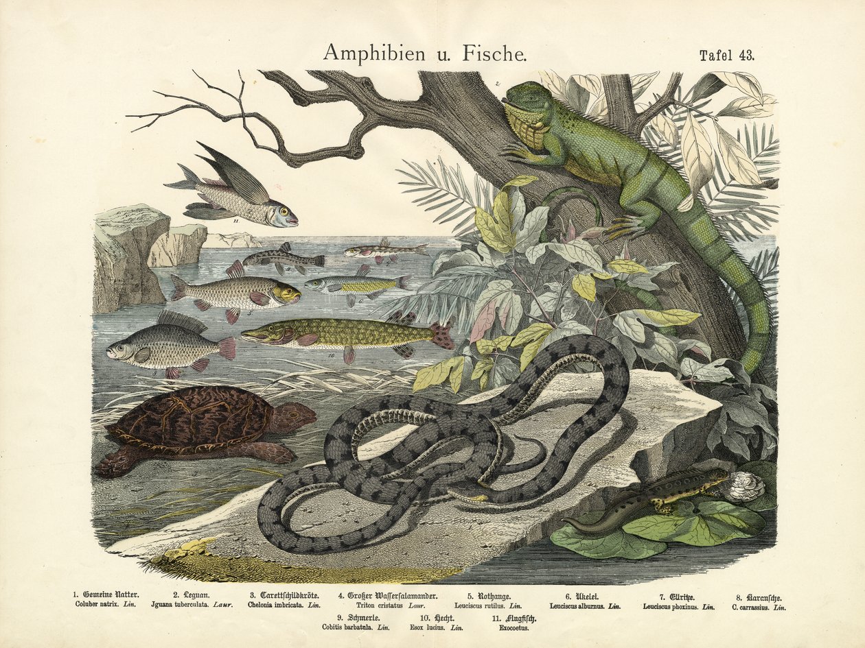 Amphibien und Fische, um 1860 von German School