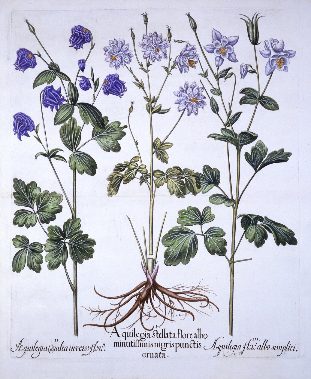 Akelei, aus Hortus Eystettensis, von Basil Besler, 1613 von German School