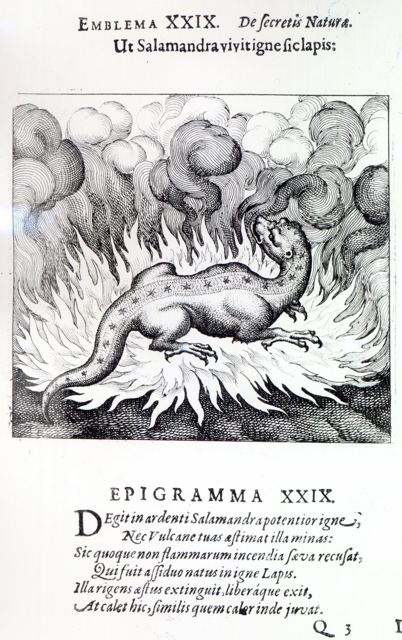 Wie der Salamander im Feuer lebt, so auch der Stein, Emblem XXIX aus Atalanta fugiens von Michael Maier, 1617 von German School