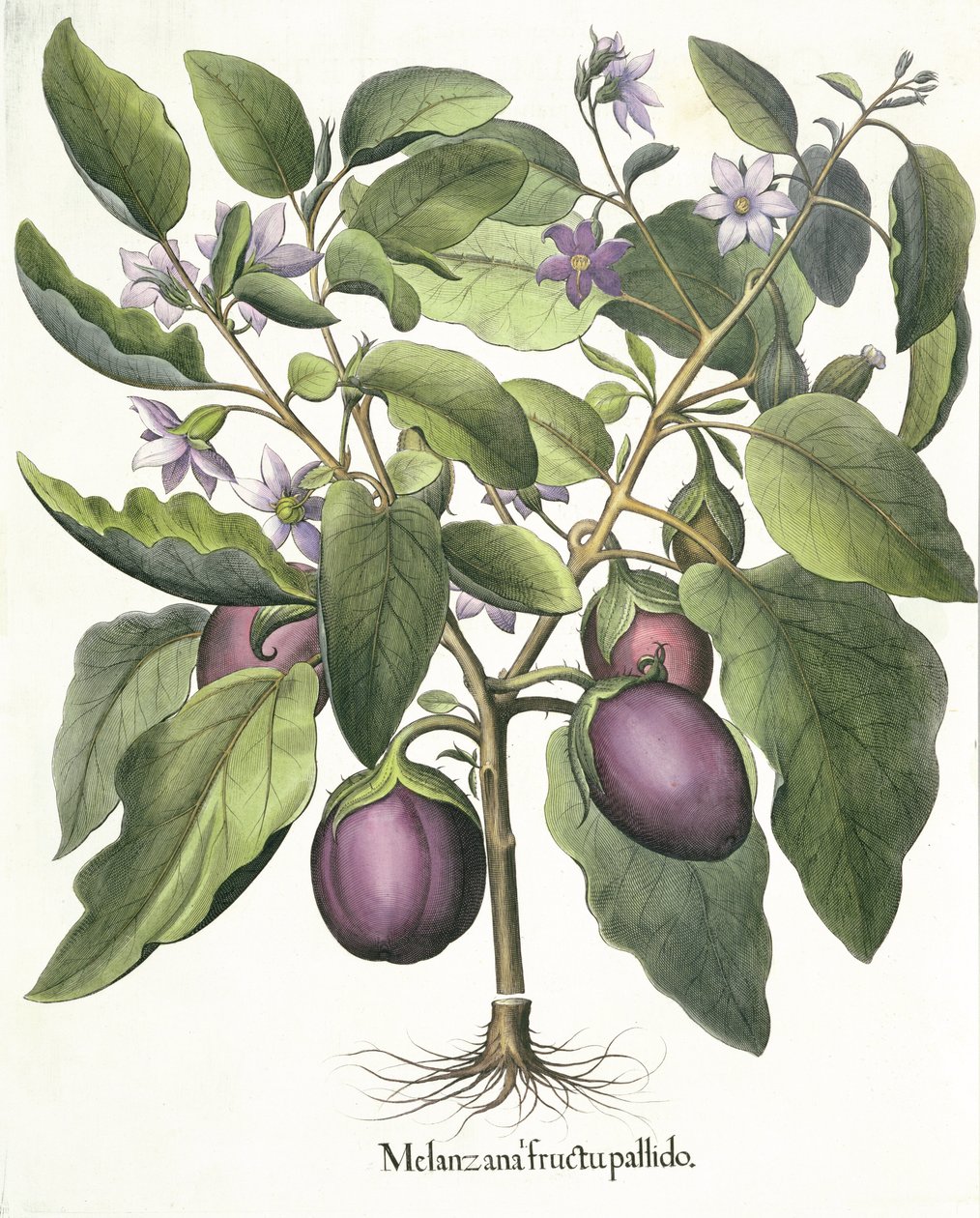 Aubergine: Melanzana fructu pallido, aus dem Hortus Eystettensis von Basil Besler, veröffentlicht 1613 von German School