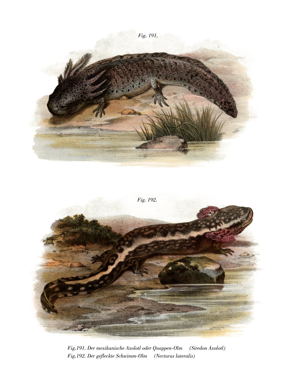 Axolotl von German School