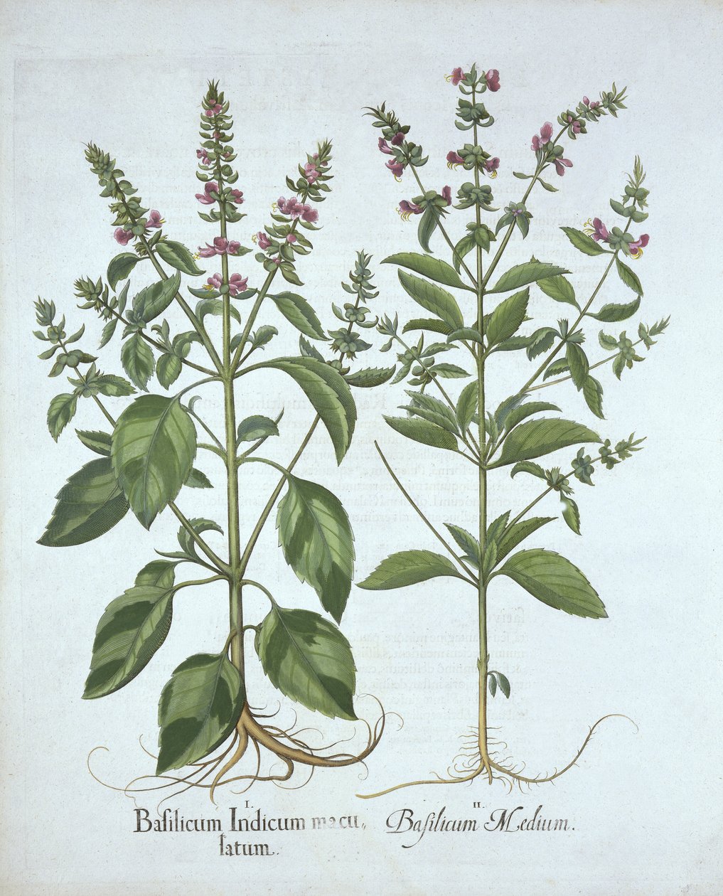 Basilikum, aus Hortus Eystettensis, von Basil Besler (1561-1629), veröffentlicht 1613 von German School