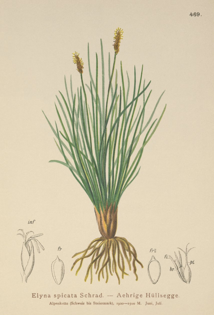 Bellardis Segge (Kobresia myosuroides, Elyna myosuroides, Kobresia bellardii, Elyna bellardii, Elyna scirpina, Elyna spicata) von German School