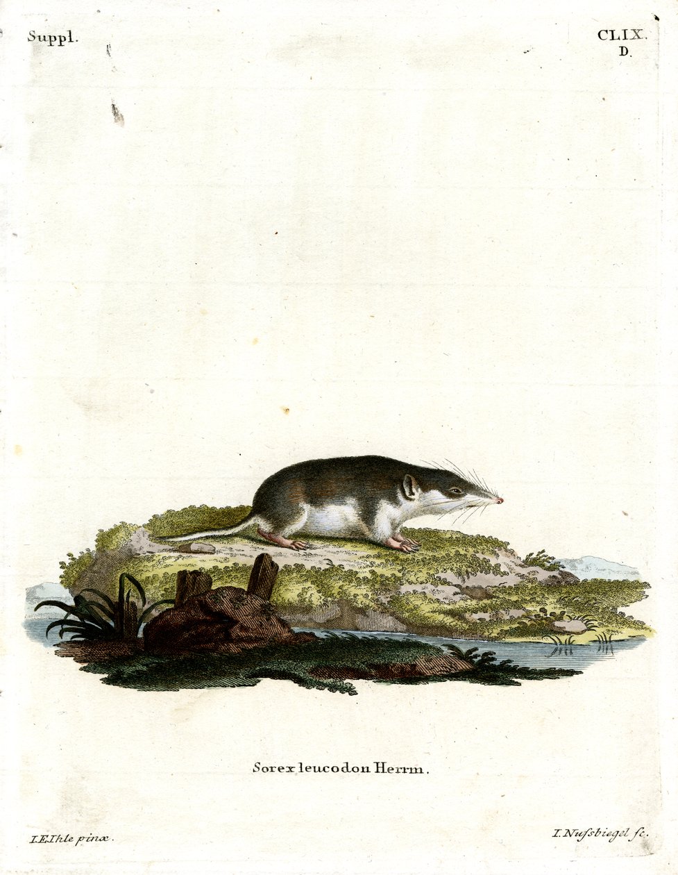 Zweifarbige Spitzmaus von German School