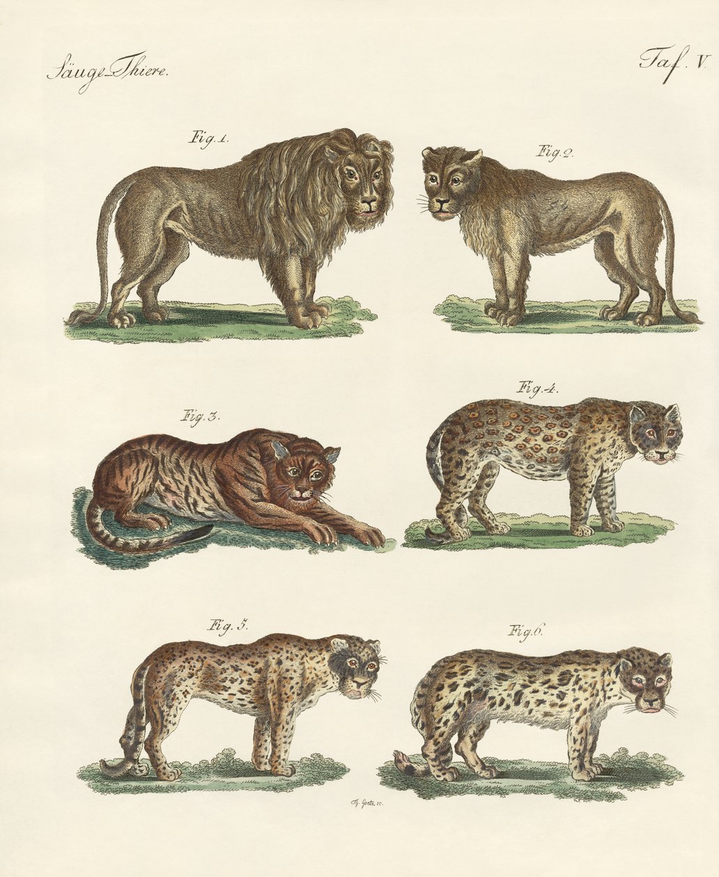 Beißende Tiere von German School