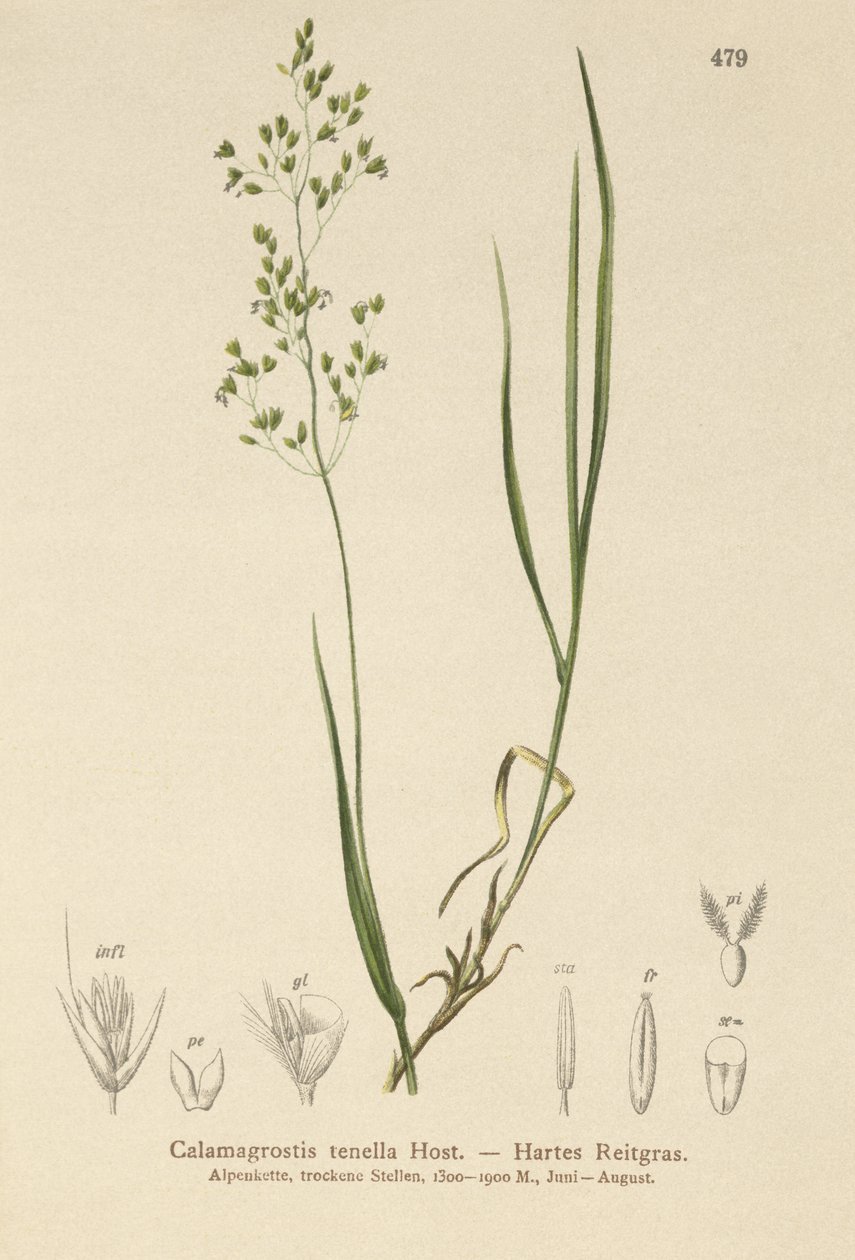 Brauner Schwingel (Agrostis schraderiana, Agrostis agrostiflora, Agrostis stricta, Agrostis vinealis, Calamagrostis tenella) von German School