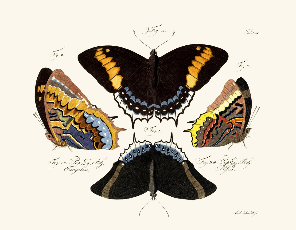Schmetterlinge von German School