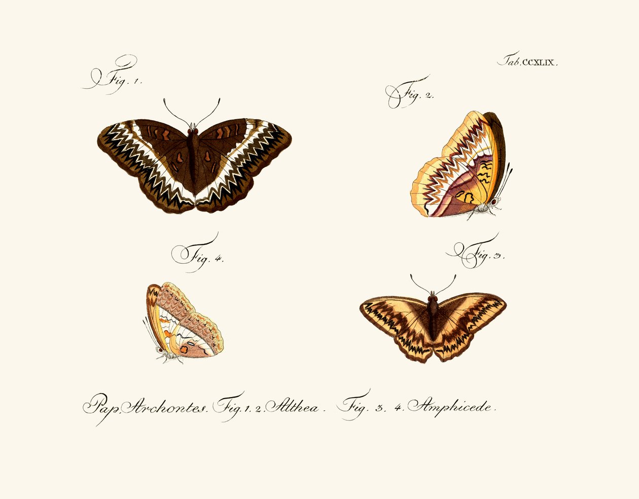 Schmetterlinge von German School