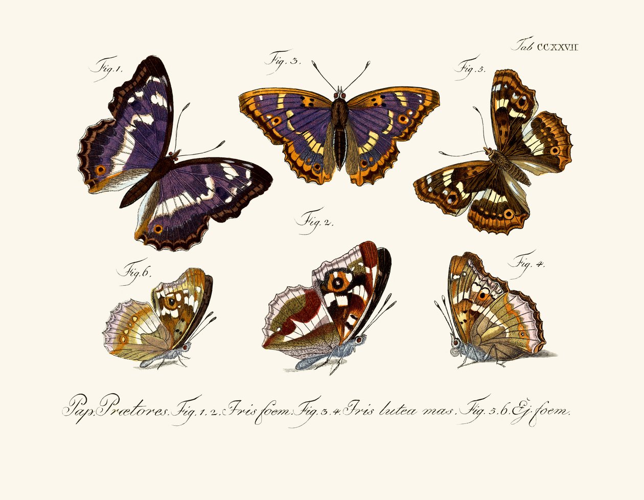 Schmetterlinge von German School