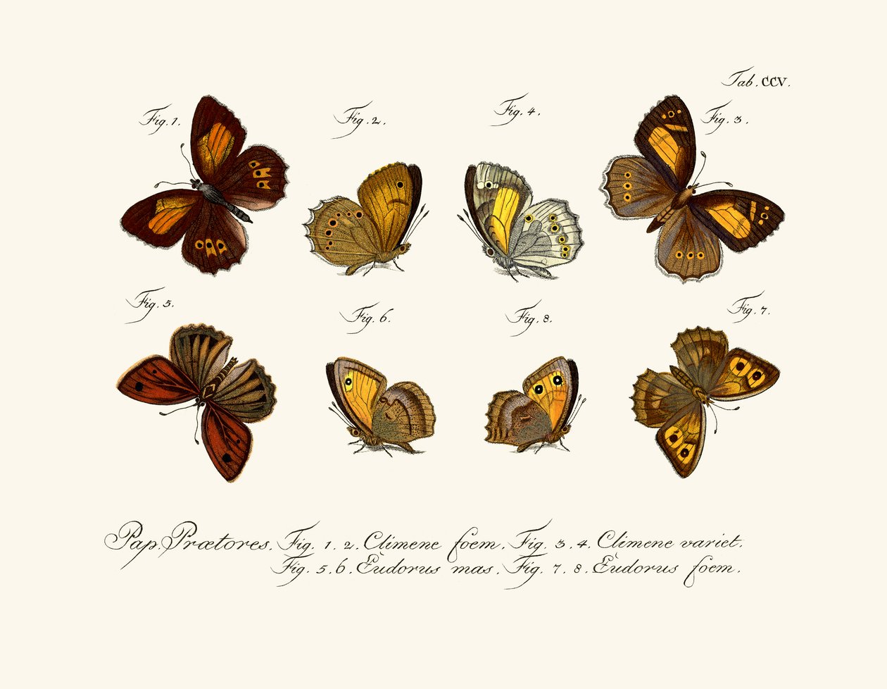 Schmetterlinge von German School