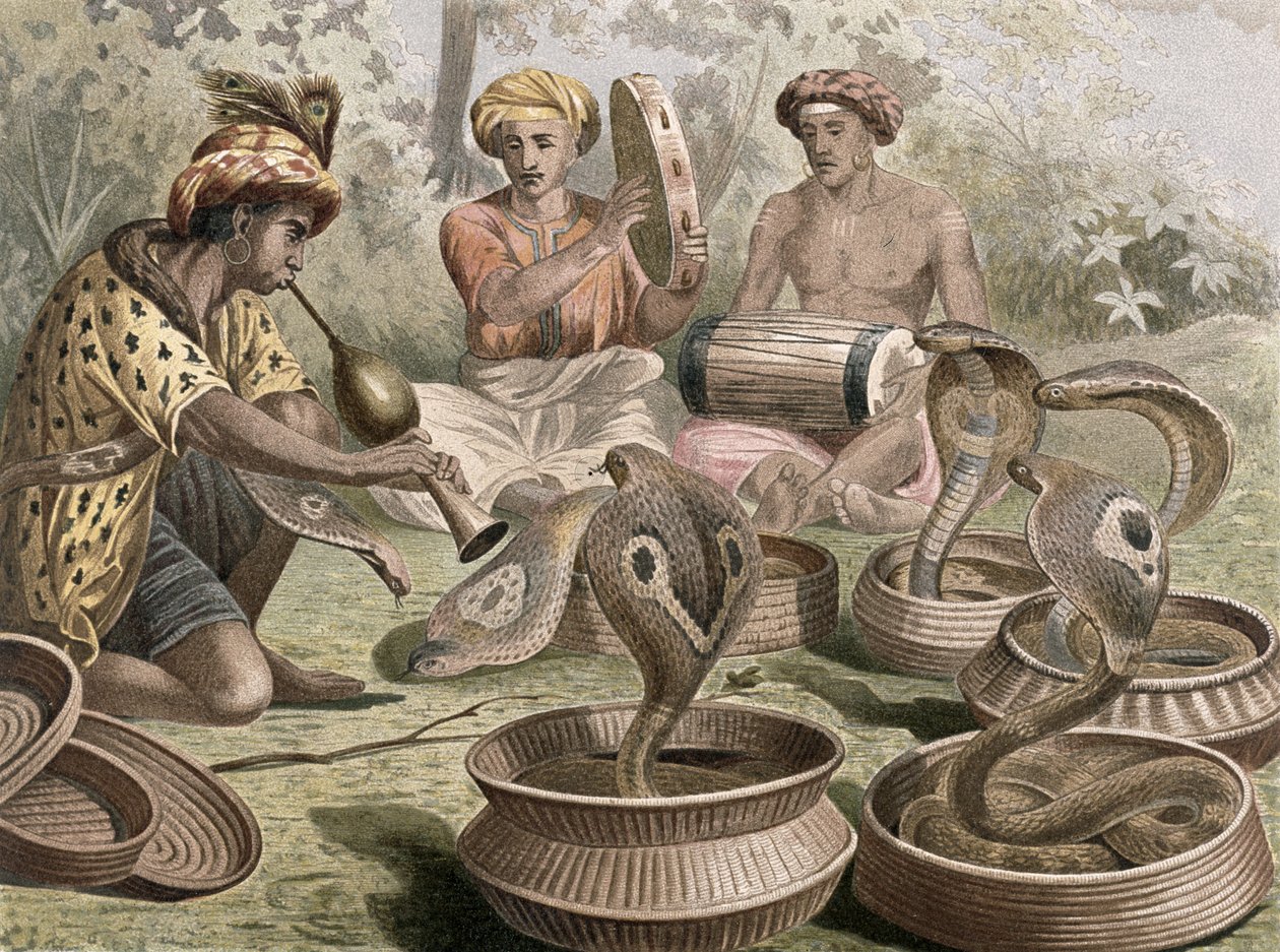 Kobra, Tafel aus Brehms Tierleben: Allgemeine Kunde des Tierreichs, Bd.7, S.355, veröffentlicht vom Bibliographischen Institut, 1892 von German School