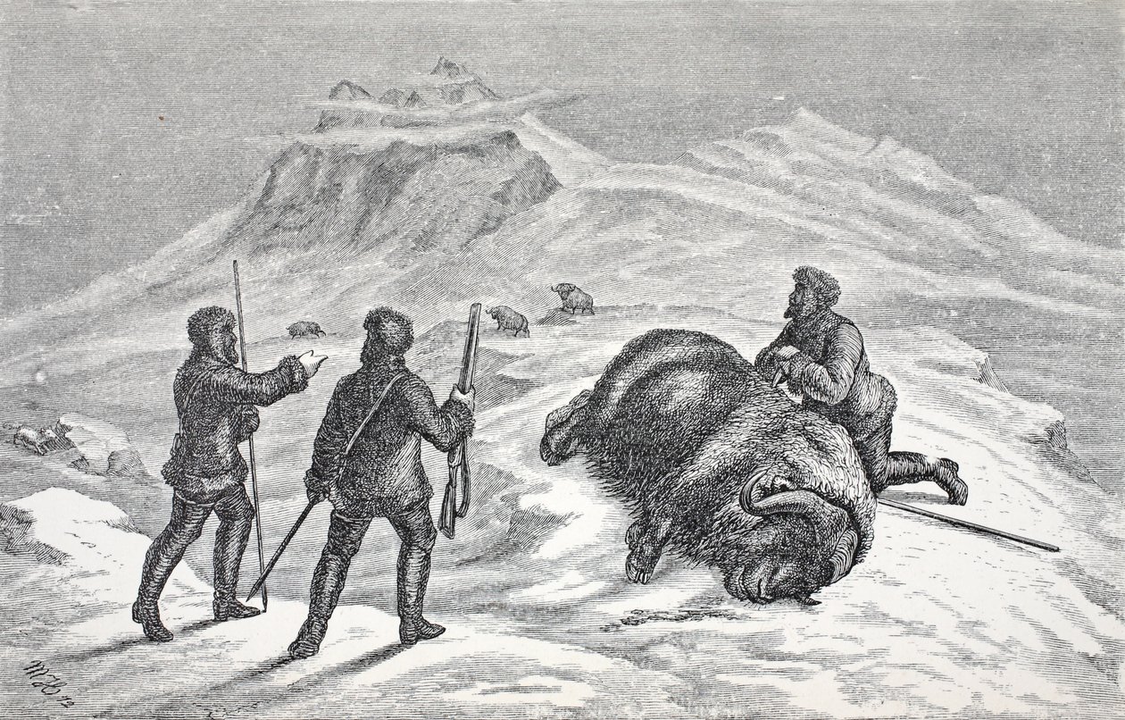 Tod des Moschusochsen von German School