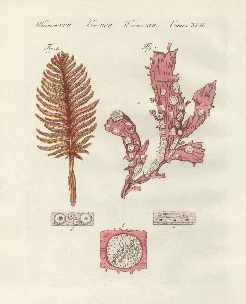 Verschiedene Arten von Zoophyten oder Zierpflanzen von German School