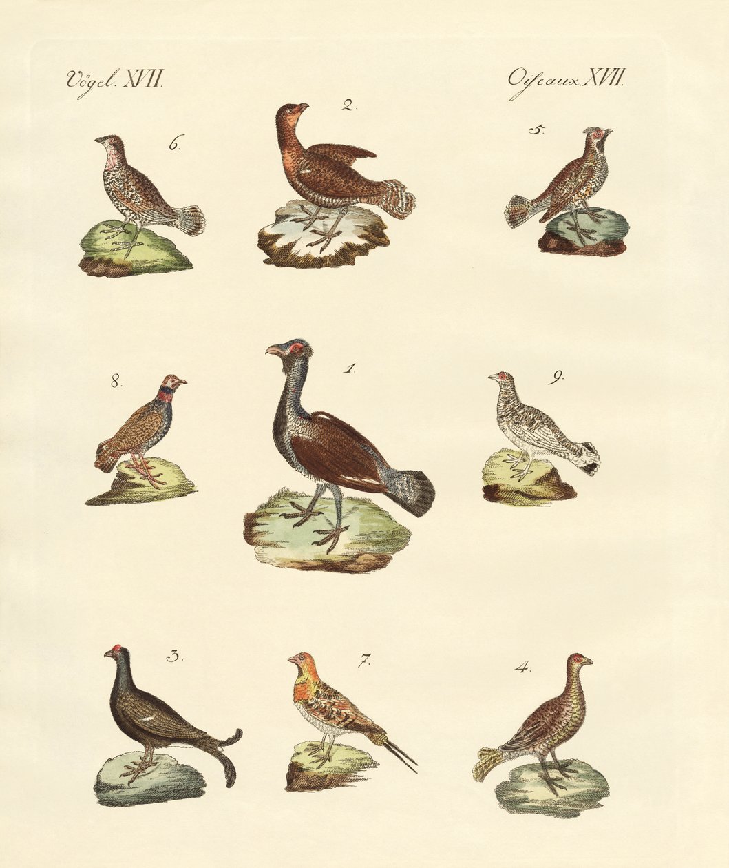 Verschiedene Arten von Rallen von German School: Kunstdruck