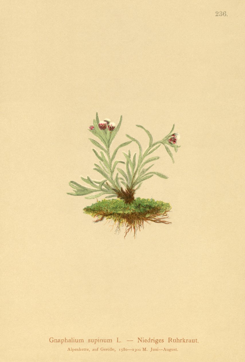 Zwerg-Ruhrkraut (Gnaphalium supinum) von German School