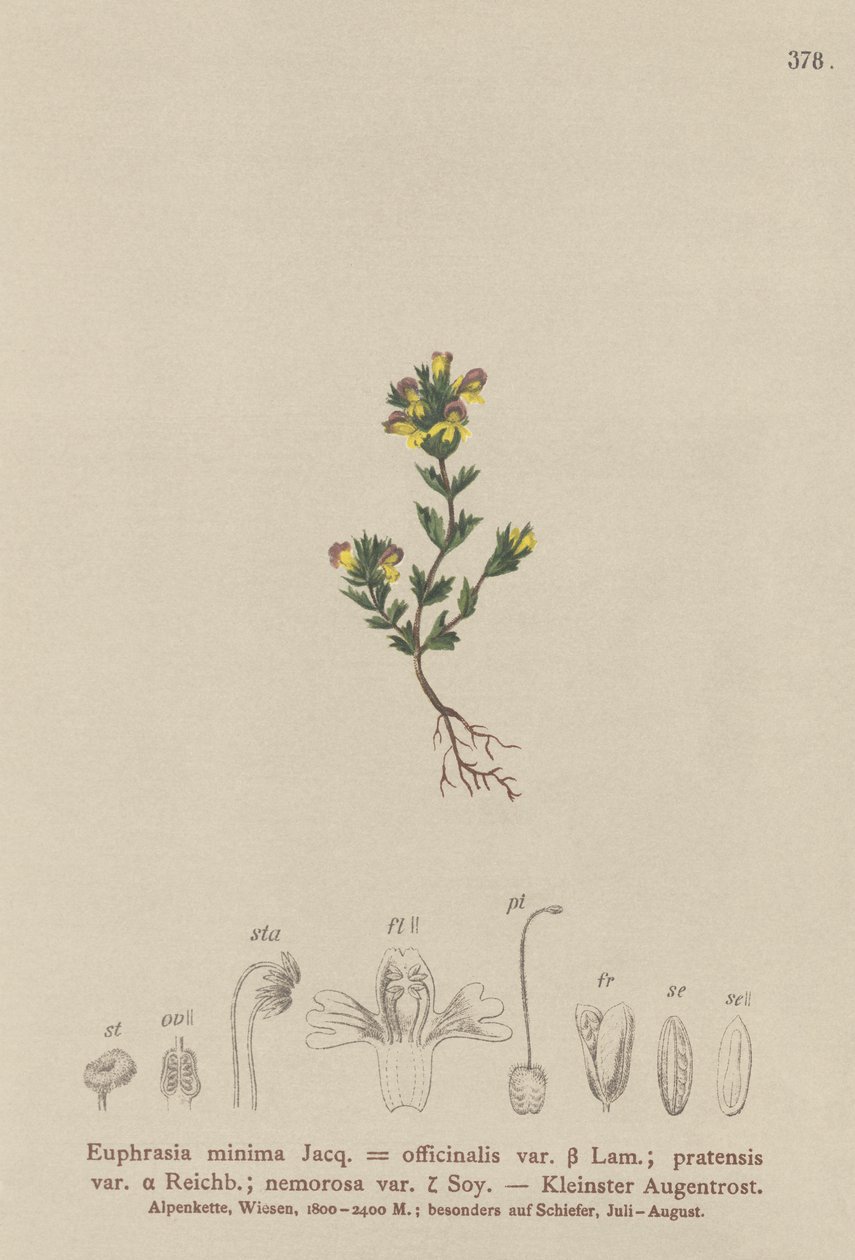 Zwerg-Augentrost (Euphrasia minima, Euphrasia officinalis, Euphrasia pratensis var. nemorosa) von German School