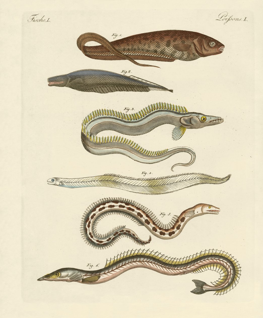 Fische von German School: Hochwertigste Kunstreproduktion