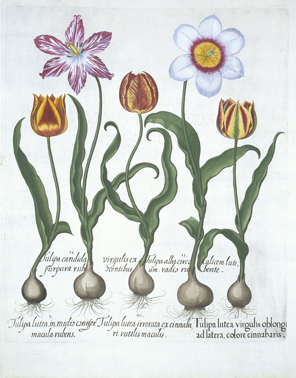 Fünf Tulpen, aus Hortus Eystettensis von Basil Besler (1561-1629), veröffentlicht 1613 von German School