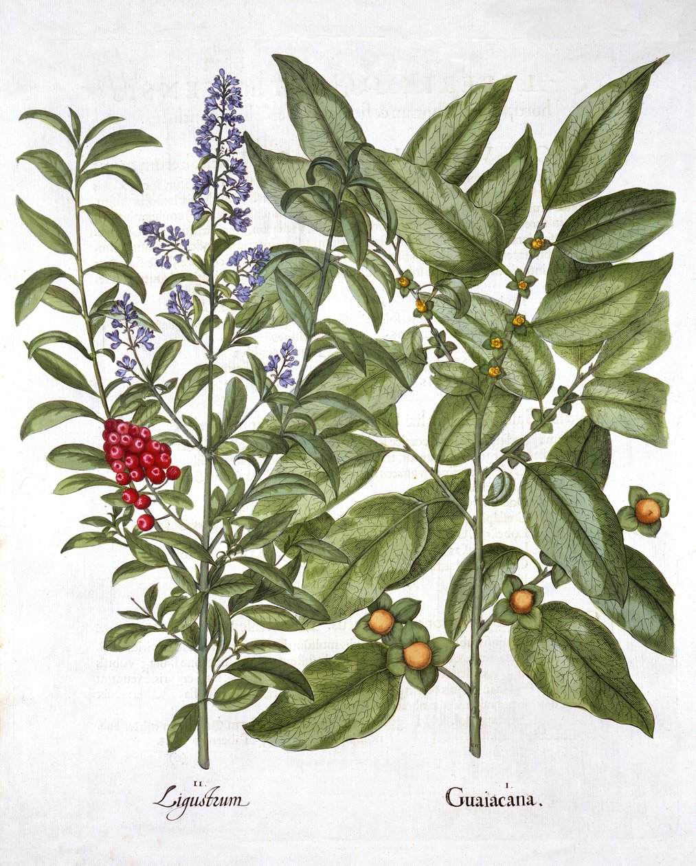 Guajakholz und Chinesischer Liguster, aus Hortus Eystettensis, von Basil Besler, veröffentlicht 1613 von German School