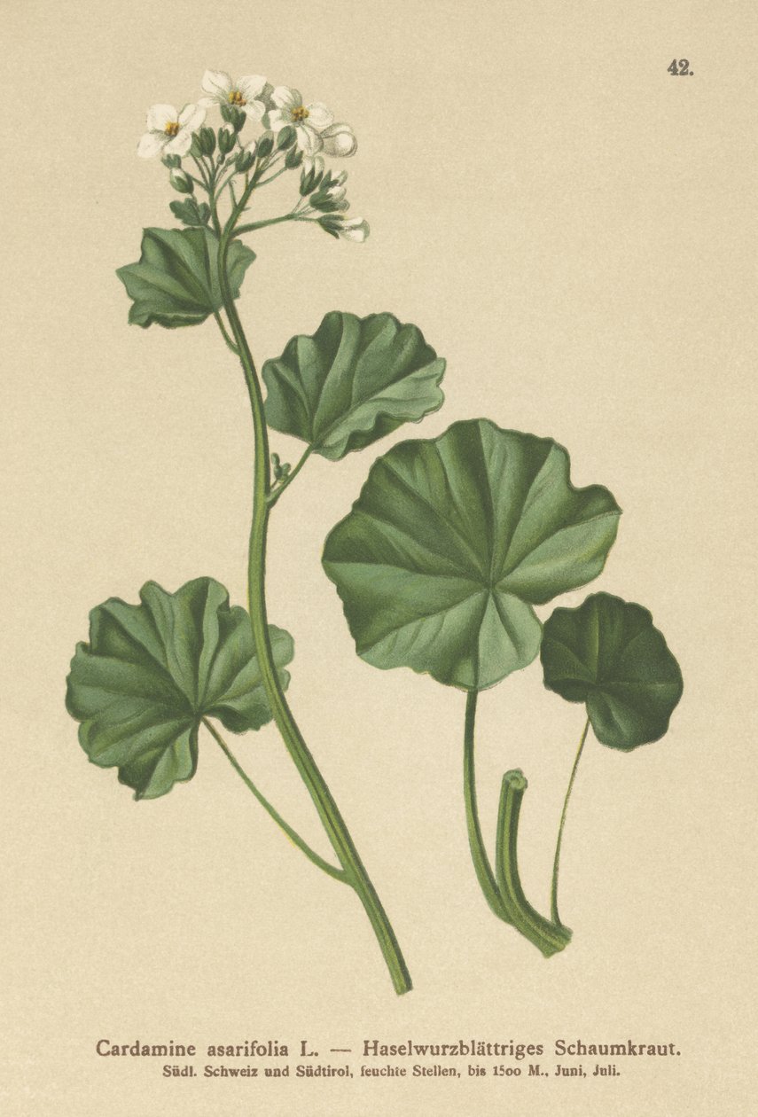 Behaarte Bitterkresse (Cardamine asarifolia) von German School